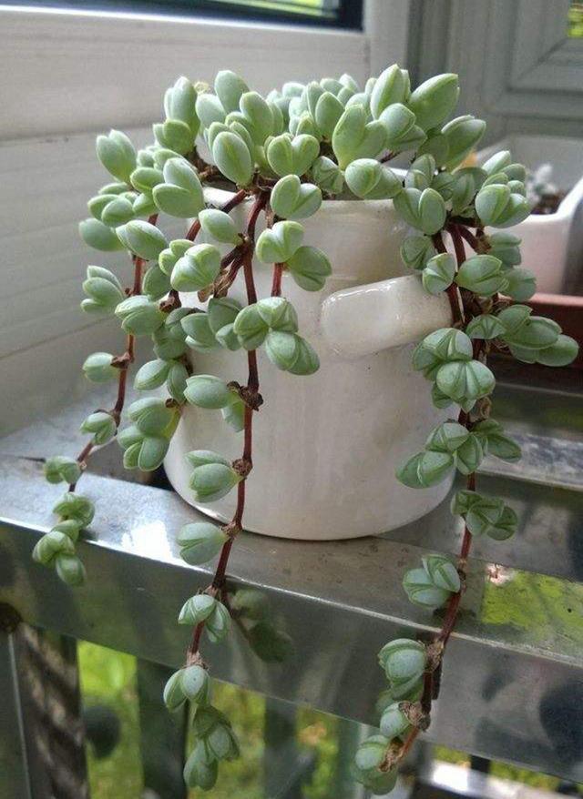 多肉植物样子介绍_多肉这种植物长什么样子_植物多肉是什么样子的