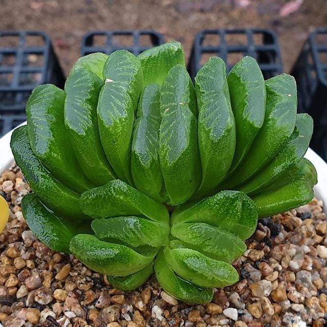 多肉这种植物长什么样子_多肉植物样子介绍_植物多肉是什么样子的
