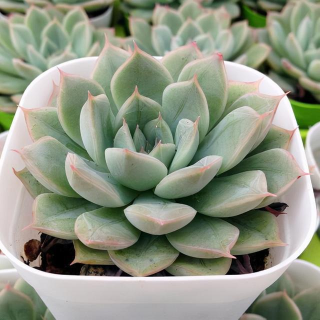 植物多肉是什么样子的_多肉这种植物长什么样子_多肉植物样子介绍