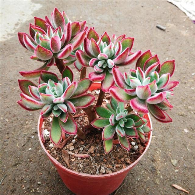 多肉植物样子介绍_多肉这种植物长什么样子_植物多肉是什么样子的