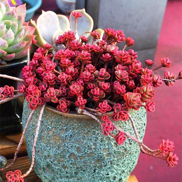 多肉这种植物长什么样子_多肉植物样子介绍_植物多肉是什么样子的
