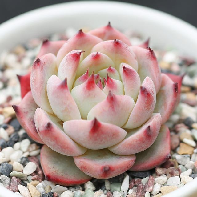 多肉植物样子介绍_多肉这种植物长什么样子_植物多肉是什么样子的