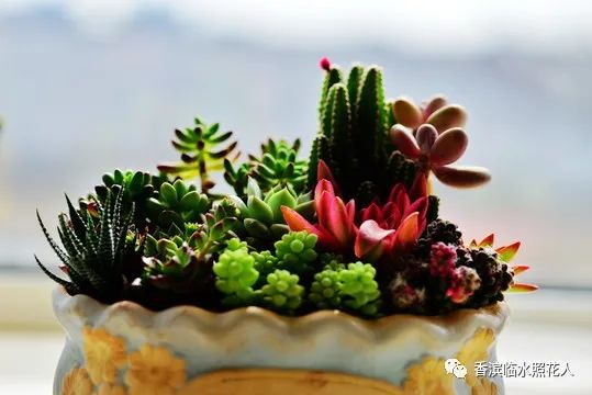 多肉植物样子介绍_多肉植物是什么样子的_多肉这种植物长什么样子