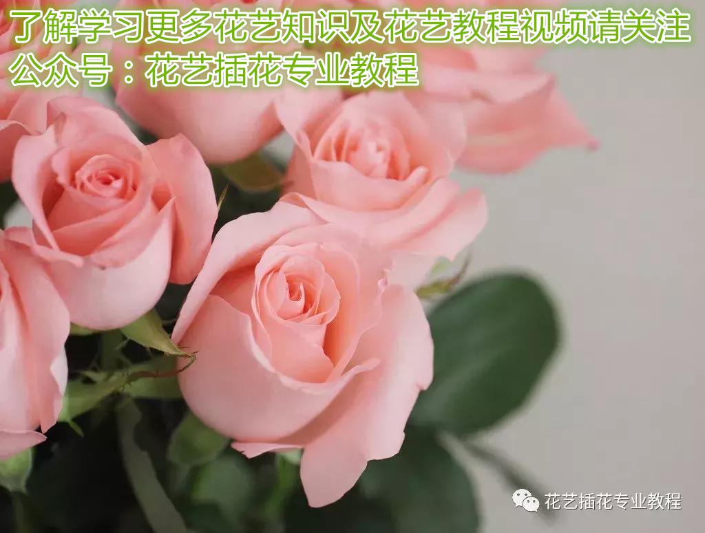 给喜欢的人送花，到底该送白玫瑰or红玫瑰还是香槟玫瑰？