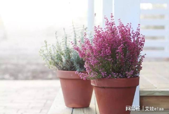 <strong>10种特别耐寒的盆栽花卉，北方冬天也冻不死的植物</strong>