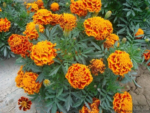 花卉冬季耐寒有哪几种_花卉耐寒程度_冬季耐寒的花卉有哪些