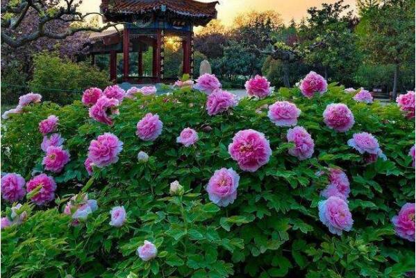 花卉名贵排名前十_花卉名贵排名榜_名贵花卉排名