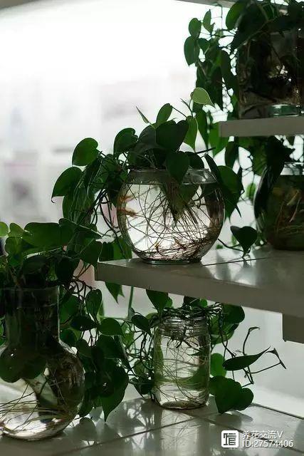 绿植类水培有哪些品种_水培类绿植有哪些_水培的绿叶植物
