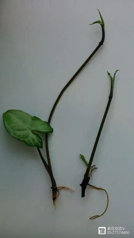 水培类绿植有哪些_绿植类水培有哪些品种_水培的绿叶植物