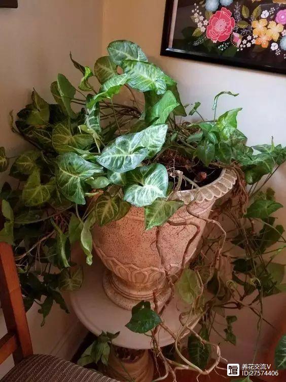 水培的绿叶植物_绿植类水培有哪些品种_水培类绿植有哪些