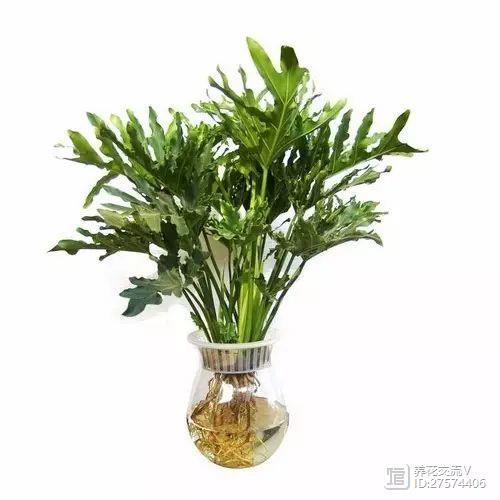 水培的绿叶植物_水培类绿植有哪些_绿植类水培有哪些品种