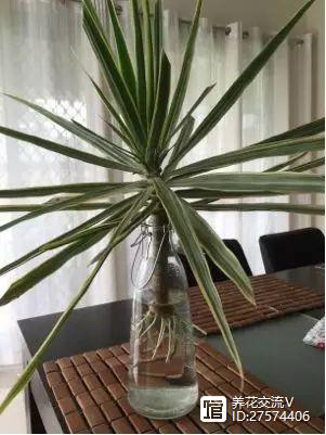 水培类绿植有哪些_水培的绿叶植物_绿植类水培有哪些品种