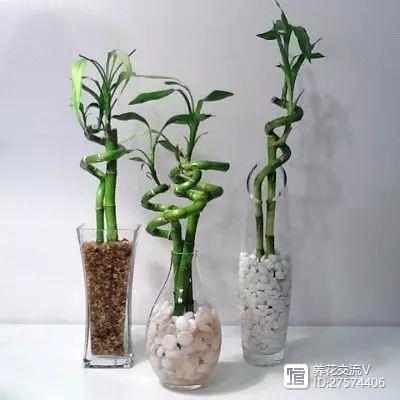 水培的绿叶植物_水培类绿植有哪些_绿植类水培有哪些品种