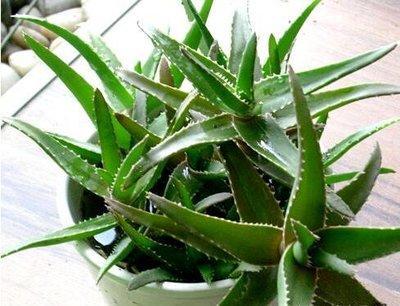 卧室培植养物适合水培的植物_卧室培植养物适合水培吗_适合卧室养的水培植物
