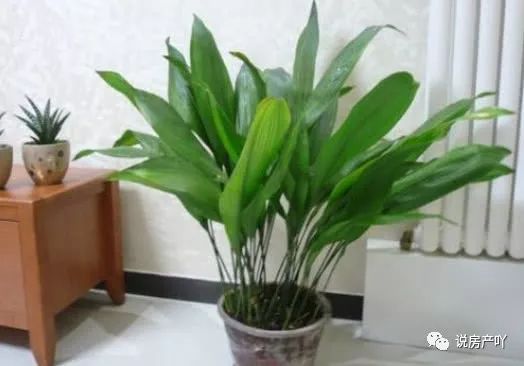 客厅阳光充足养什么花_客厅不见阳光适合养什么花_客厅养阳光适合见花草吗