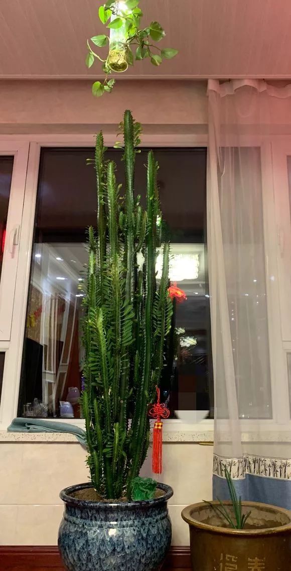 客厅适合摆放的绿植_客厅摆绿植有什么讲究_客厅摆放绿植适合什么颜色