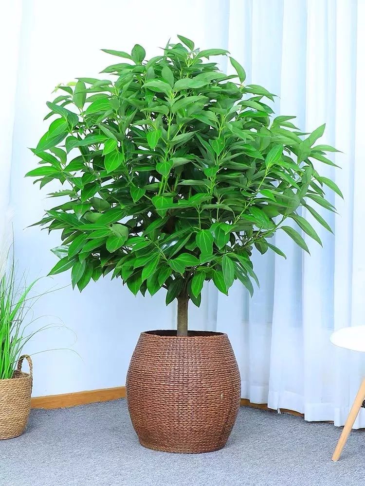 客厅适合摆放的绿植_客厅摆绿植有什么讲究_客厅摆放绿植适合什么颜色