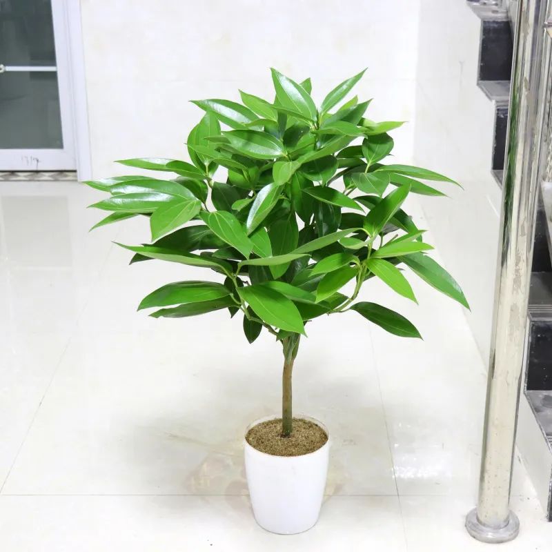 客厅摆绿植有什么讲究_客厅摆放绿植适合什么颜色_客厅适合摆放的绿植