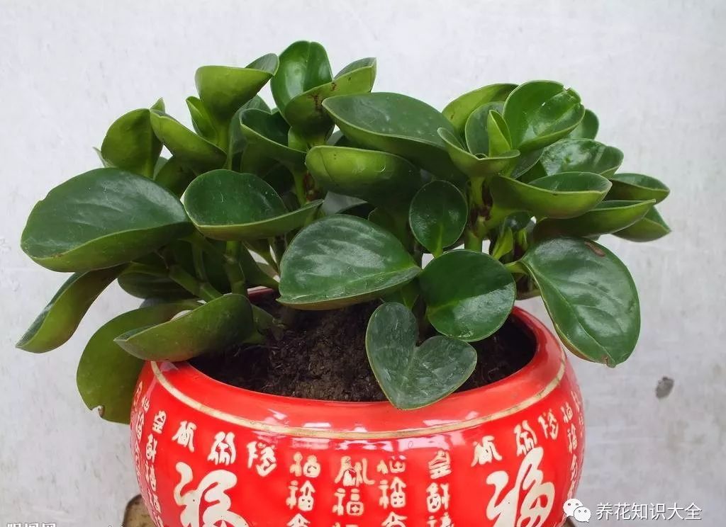 客厅绿植耐寒养什么植物_耐阴耐寒的客厅绿植_客厅耐寒绿植耐阴还是耐热