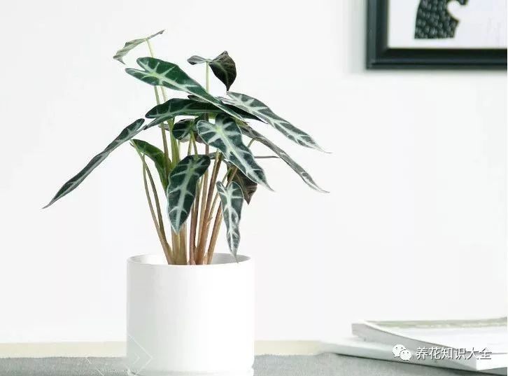 客厅耐寒绿植耐阴还是耐热_客厅绿植耐寒养什么植物_耐阴耐寒的客厅绿植