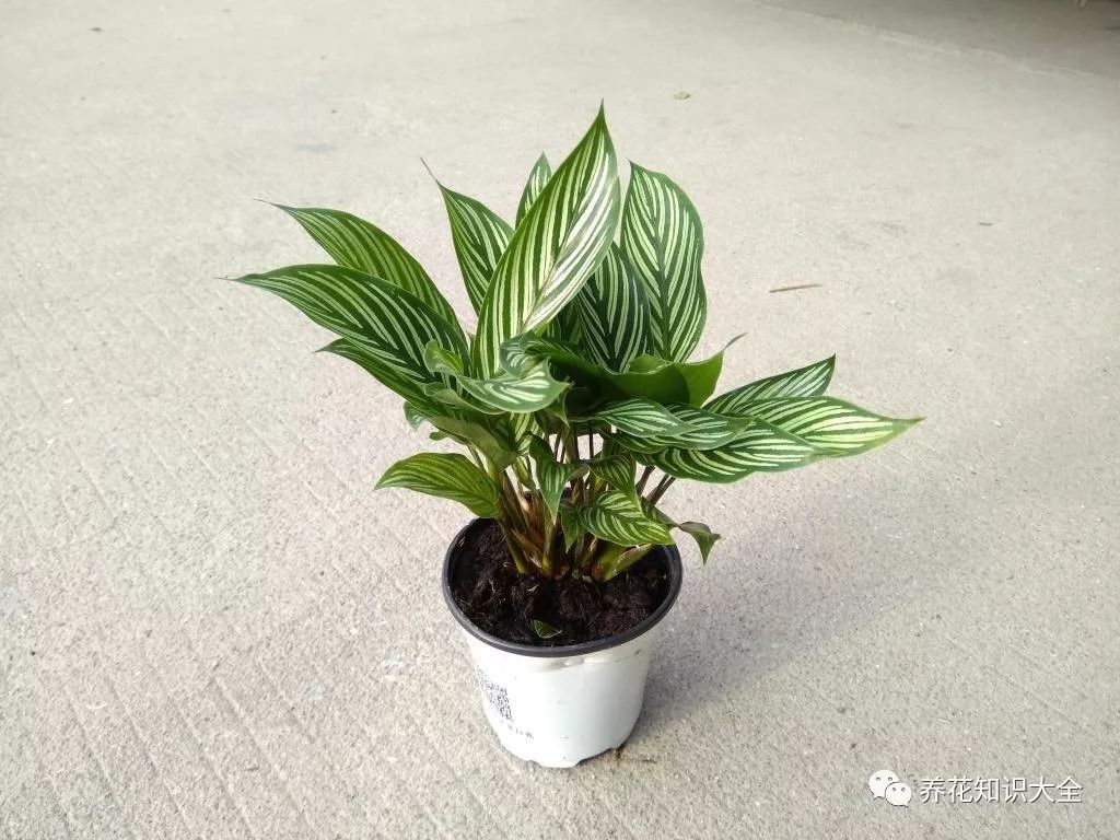 客厅绿植耐寒养什么植物_耐阴耐寒的客厅绿植_客厅耐寒绿植耐阴还是耐热