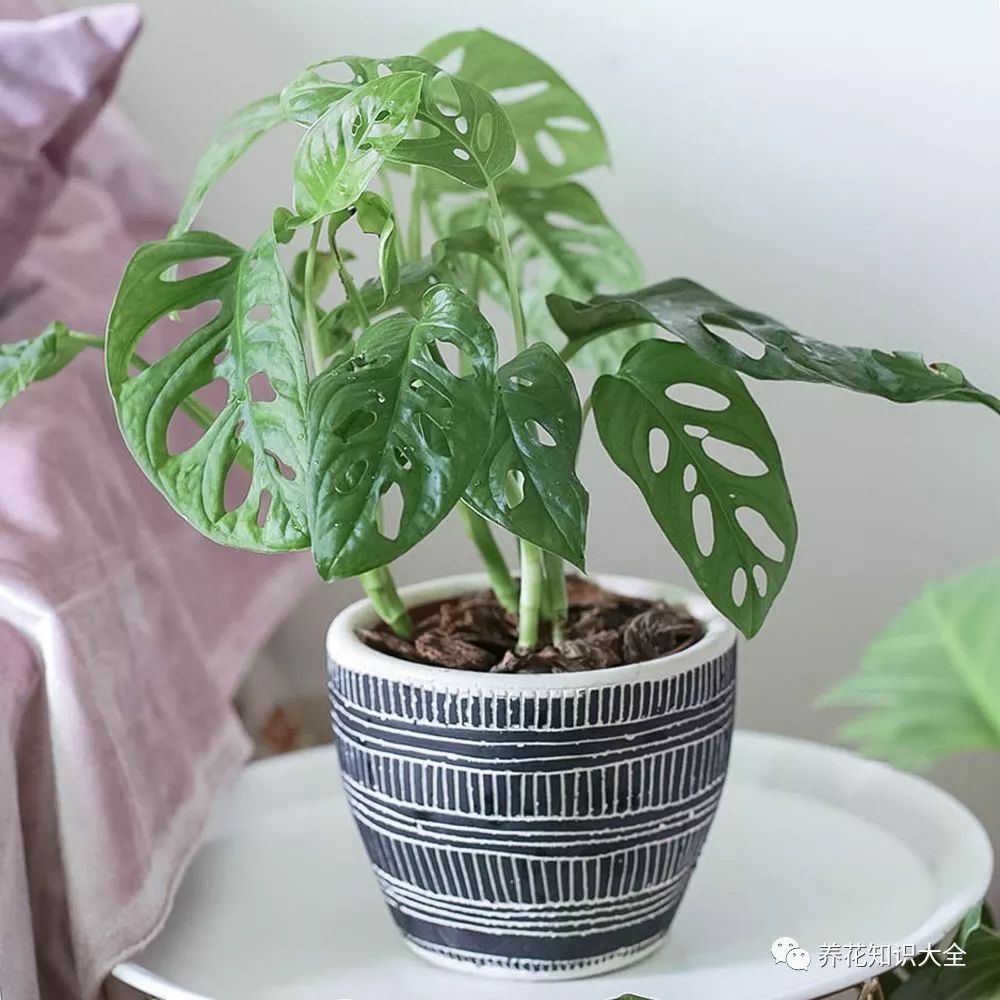 耐阴耐寒的客厅绿植_客厅耐寒绿植耐阴还是耐热_客厅绿植耐寒养什么植物
