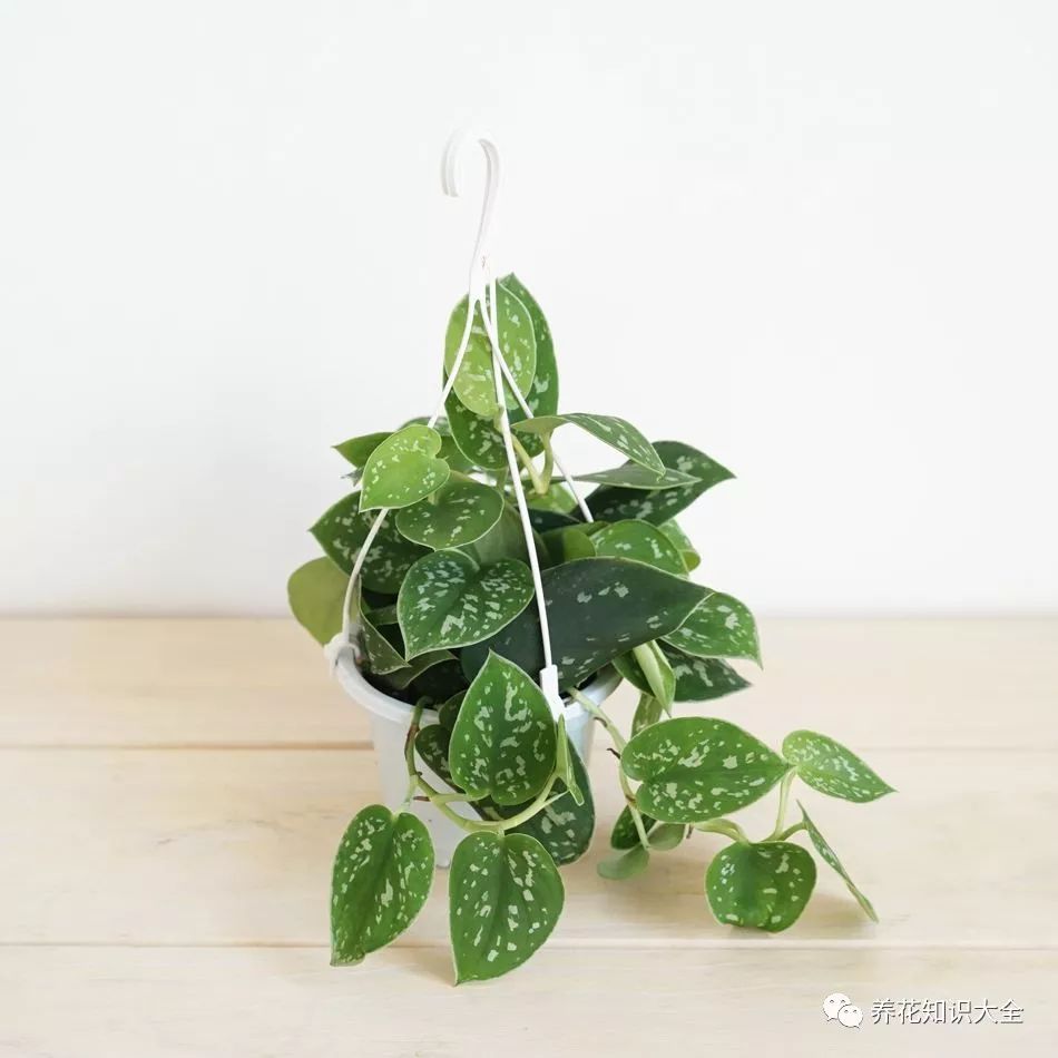 客厅耐寒绿植耐阴还是耐热_客厅绿植耐寒养什么植物_耐阴耐寒的客厅绿植