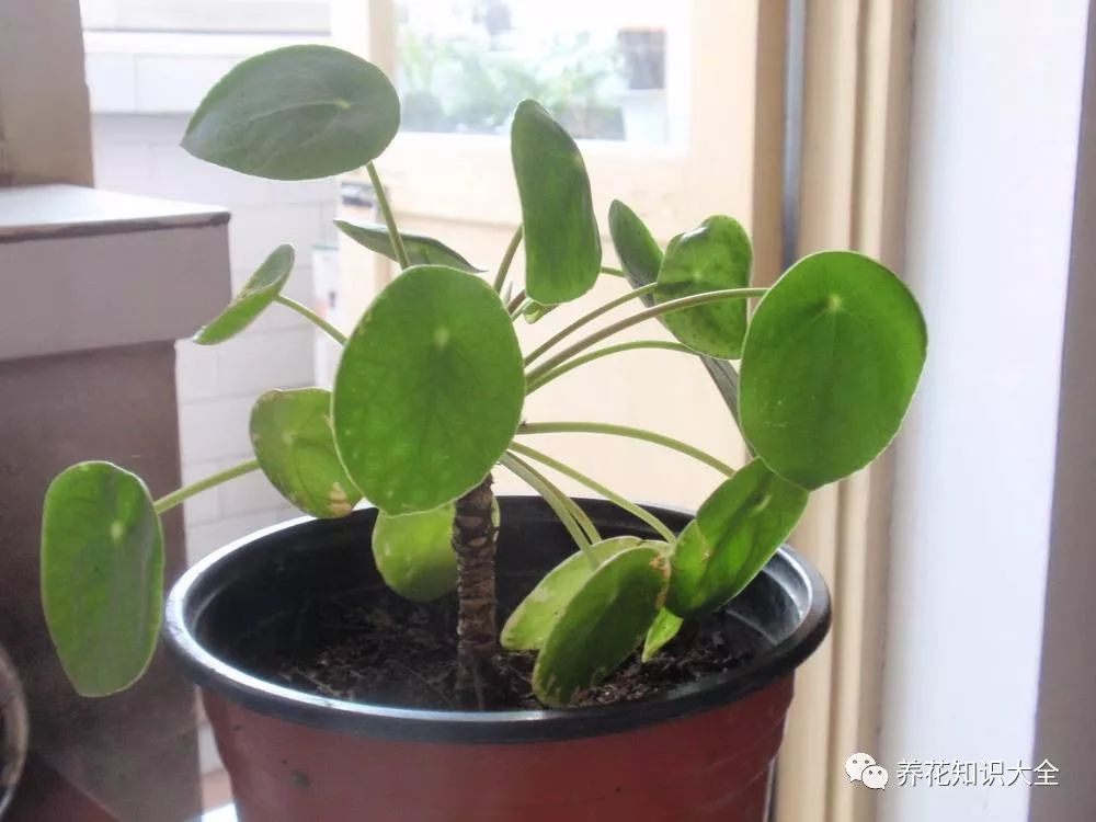 客厅耐寒绿植耐阴还是耐热_客厅绿植耐寒养什么植物_耐阴耐寒的客厅绿植