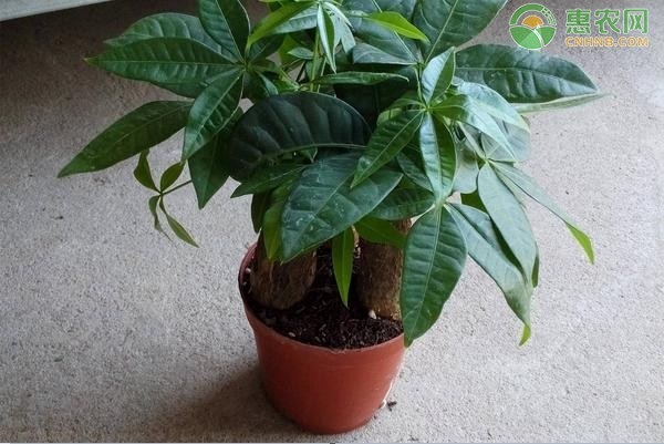 客厅适合养什么花和植物好风水？