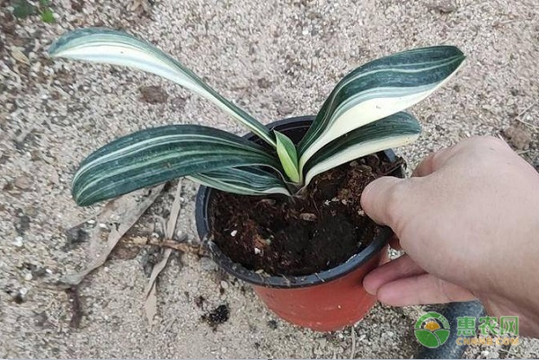 客厅养绿植好不好_客厅养绿植好吗风水_客厅养什么绿植好
