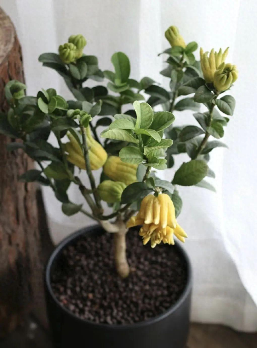 家养香花_漂亮养香花好看吗_什么花又香又漂亮又好养