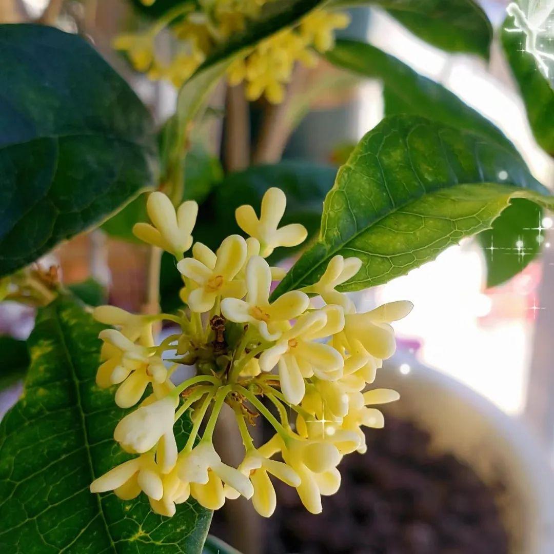 家养香花_什么花又香又漂亮又好养_漂亮养香花好看吗