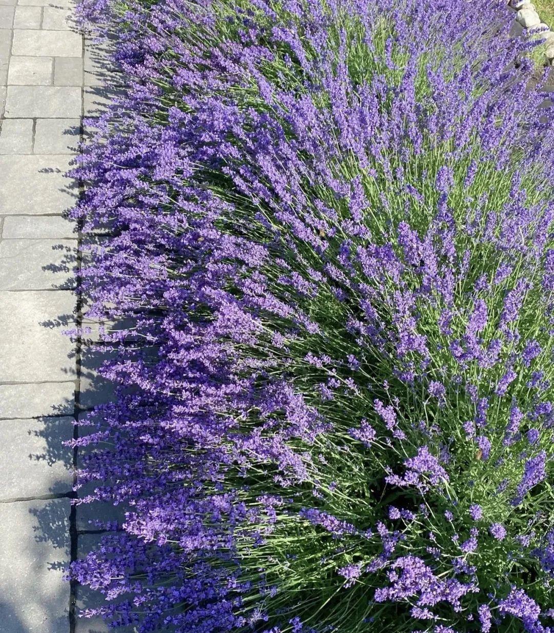 家养香花_什么花又香又漂亮又好养_漂亮养香花好看吗