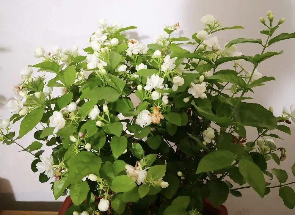 漂亮养香花好看吗_什么花又香又漂亮又好养_家养香花