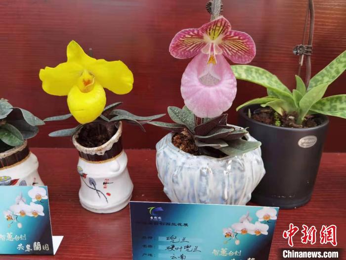 南京花卉市场营业时间_南京花卉市场_花卉南京市场有哪些