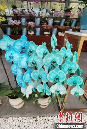 南京花卉市场营业时间_南京花卉市场_花卉南京市场有哪些