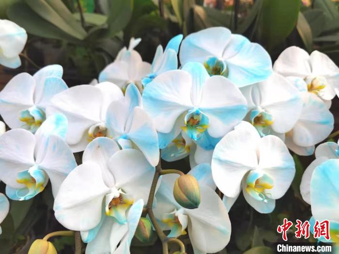 花卉南京市场有哪些_南京花卉市场_南京花卉市场营业时间
