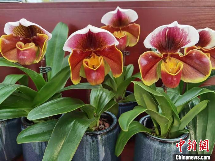 花卉南京市场有哪些_南京花卉市场_南京花卉市场营业时间