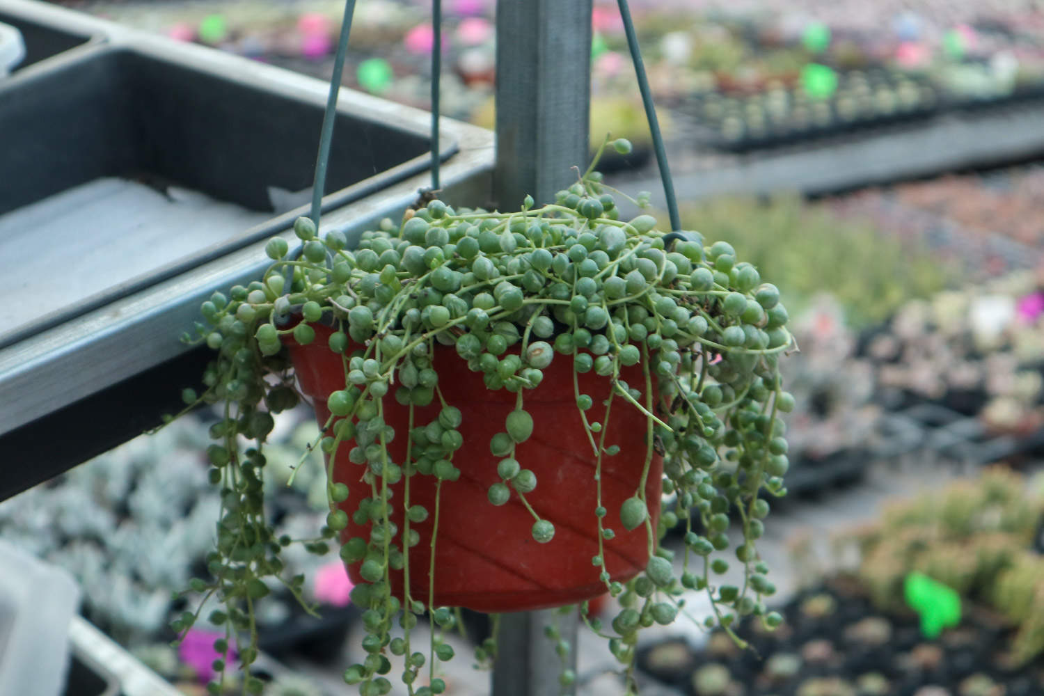 珍珠吊兰什么时候开花