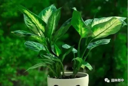 室内常种的二十种花卉（一）