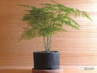 开花的巴西木多少钱_巴西木开花什么样_开花巴西木图片