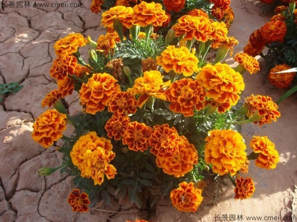 花卉耐寒程度_冬季耐寒的花卉有哪些_花卉冬季耐寒有哪几种