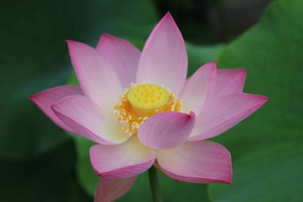 花卉名贵排名榜_花卉名贵排名前十_名贵花卉排名