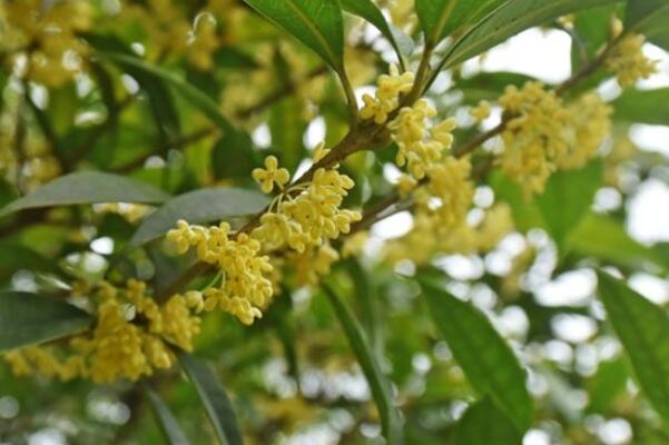 名贵花卉排名_花卉名贵排名前十_花卉名贵排名榜