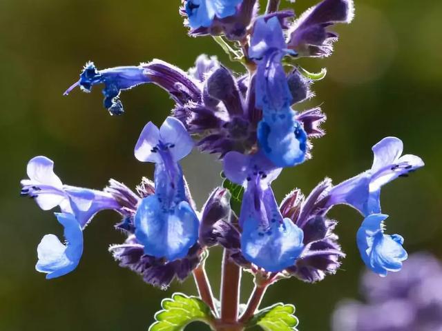 冬天耐寒开花的花_冬季耐寒花_冬天耐寒的花卉有哪些