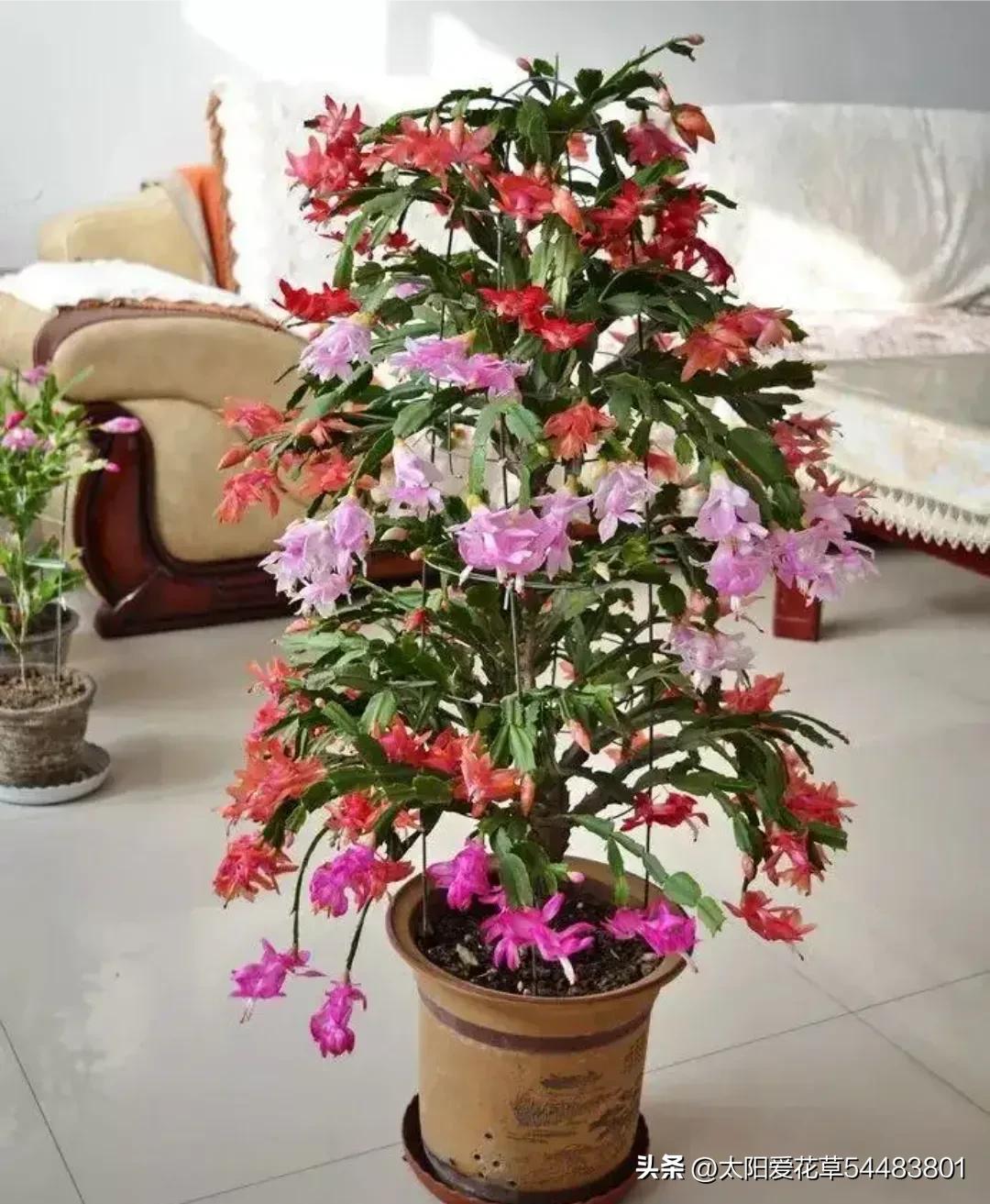 大岩桐花冬天开花吗_大岩桐花冬天能开花吗_大岩桐花为什么开一半不开了