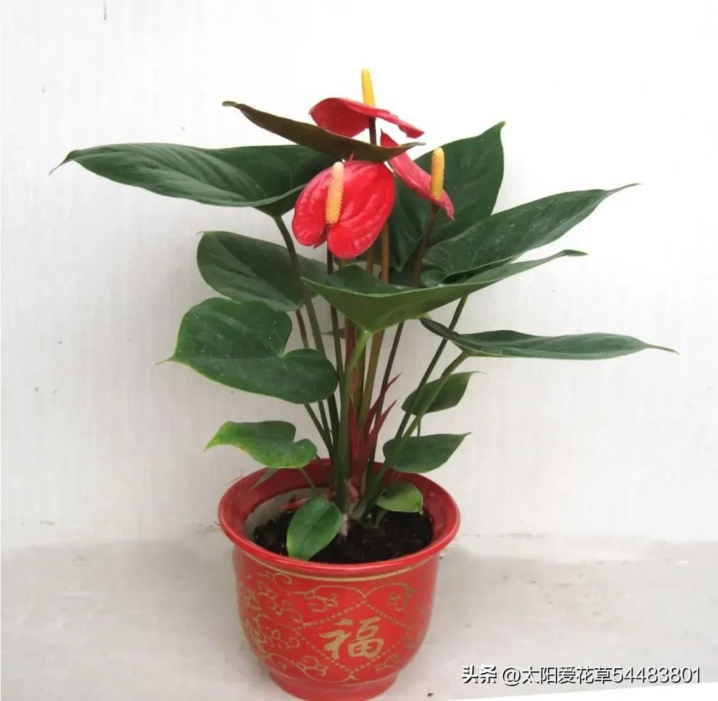 大岩桐花冬天开花吗_大岩桐花为什么开一半不开了_大岩桐花冬天能开花吗