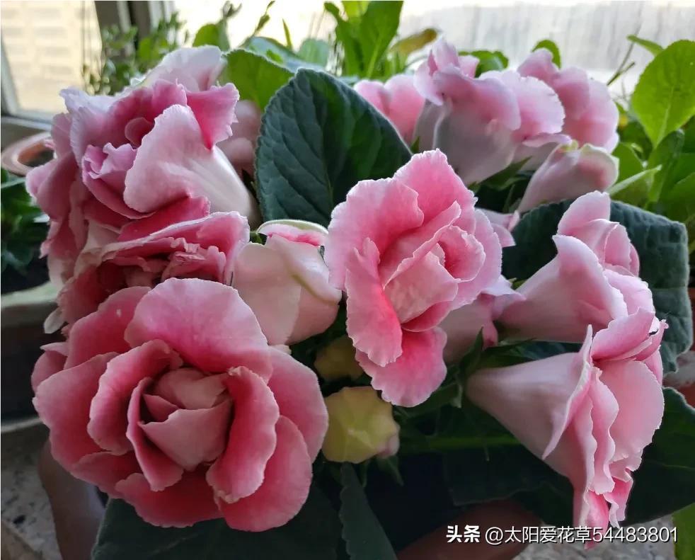 大岩桐花为什么开一半不开了_大岩桐花冬天能开花吗_大岩桐花冬天开花吗