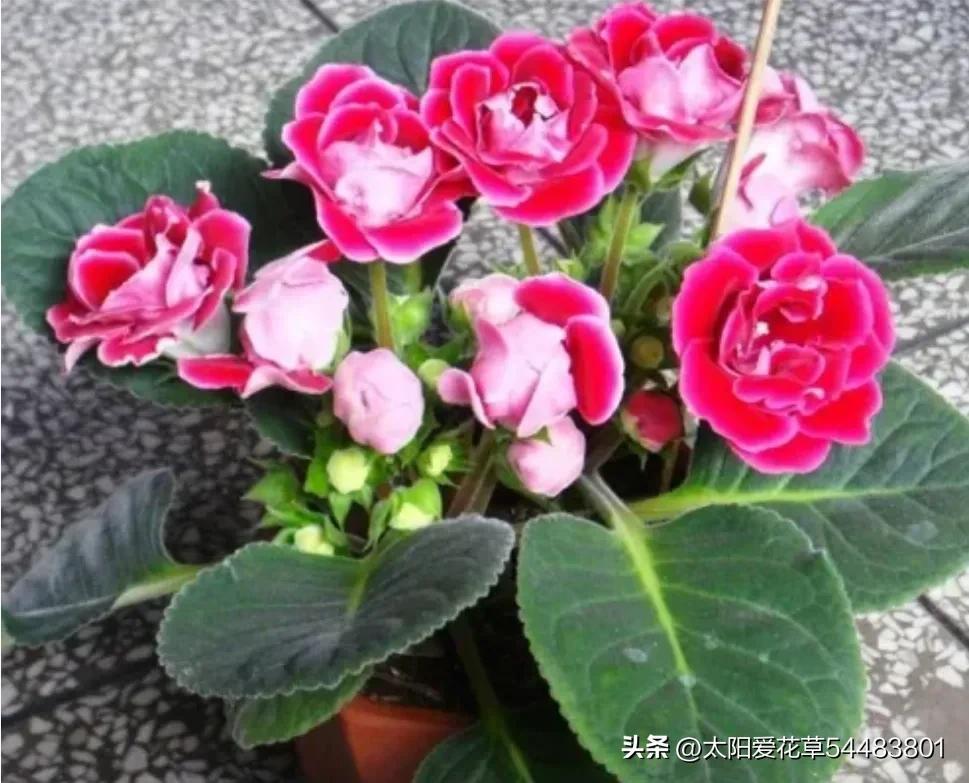 大岩桐花为什么开一半不开了_大岩桐花冬天开花吗_大岩桐花冬天能开花吗