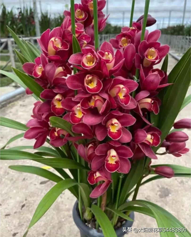 大岩桐花冬天能开花吗_大岩桐花冬天开花吗_大岩桐花为什么开一半不开了